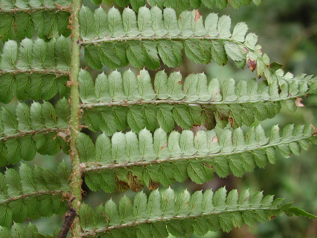Dryopteridaceae Polystichum solomonii