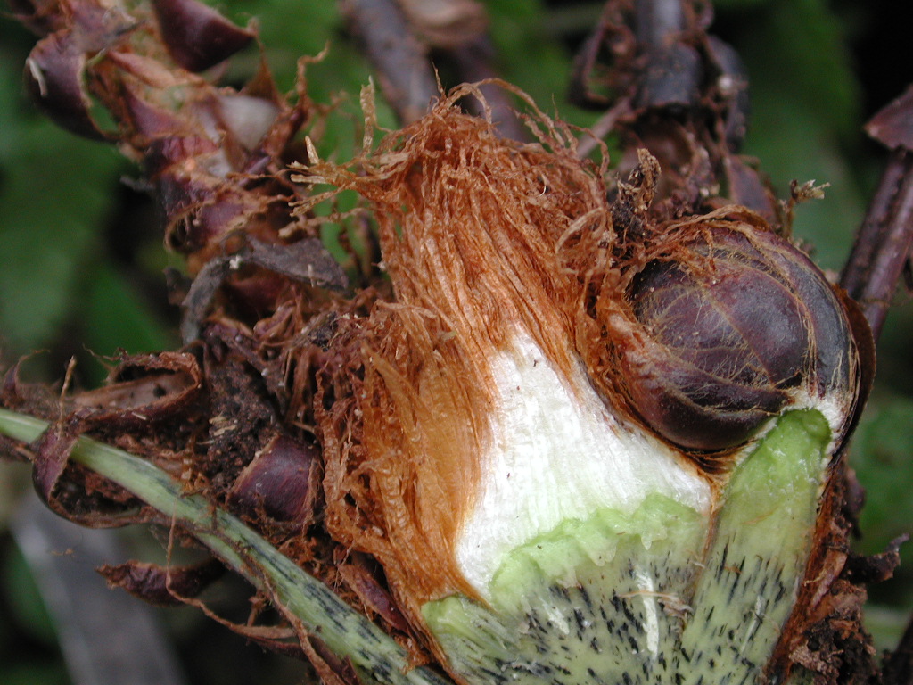 Dryopteridaceae Polystichum solomonii
