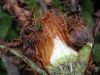 image of Polystichum solomonii