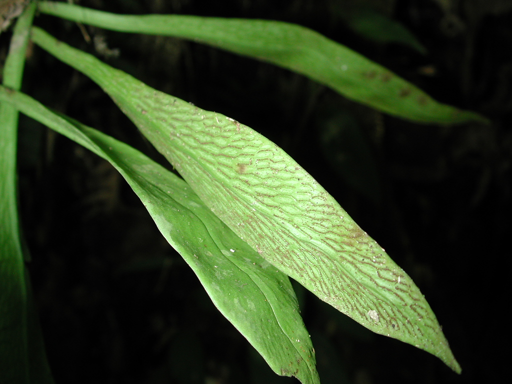 Pteridaceae Polytaenium cajenense