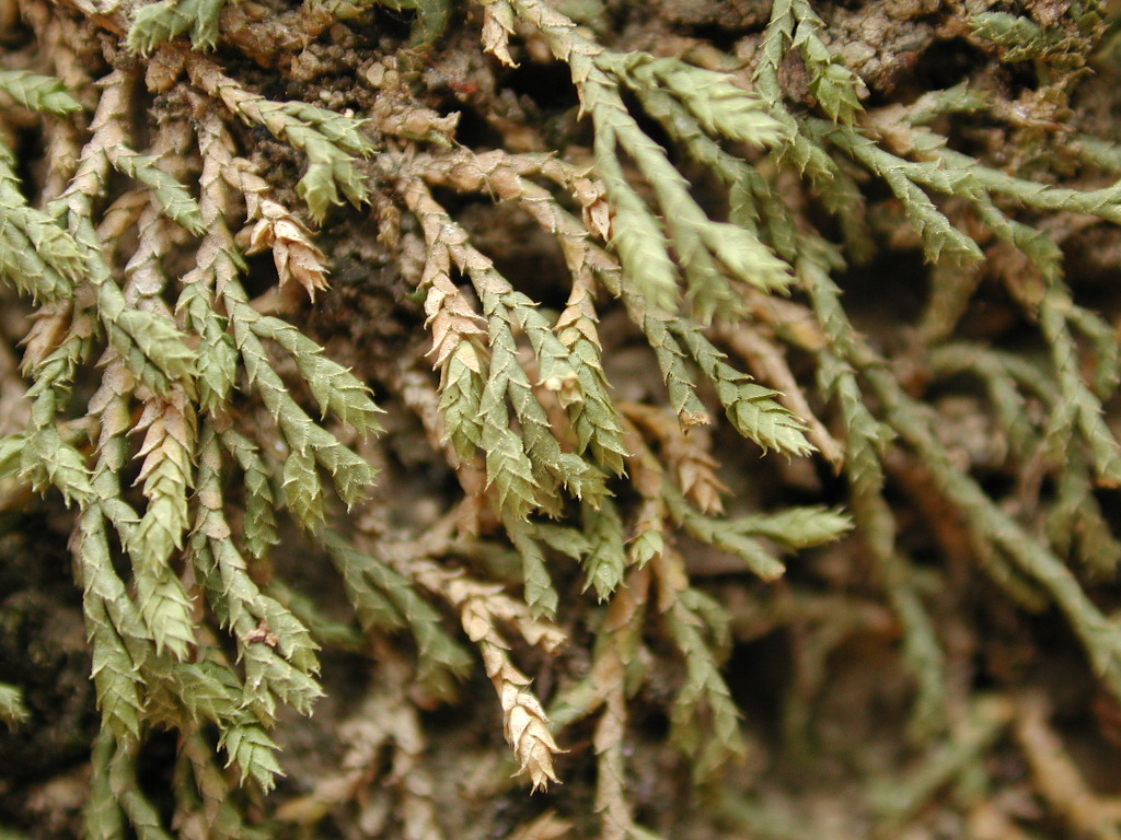 Selaginellaceae Selaginella microphylla