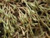 image of Selaginella microphylla