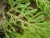 image of Selaginella novae-hollandiae