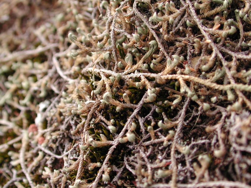 Selaginellaceae Selaginella sellowii