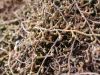 image of Selaginella sellowii