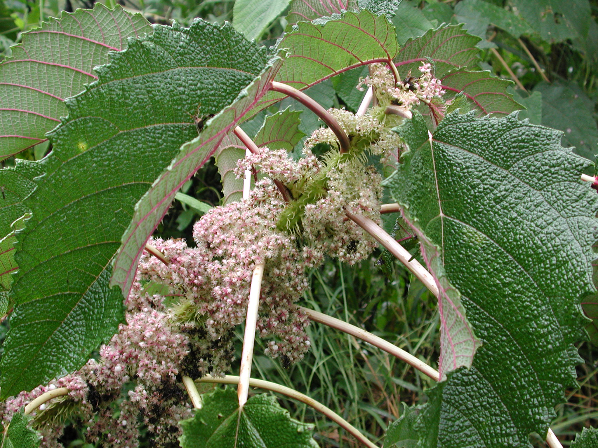 Urticaceae Urera baccifera