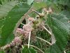 image of Urera baccifera