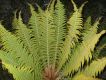 image of Polystichum speciosissimum