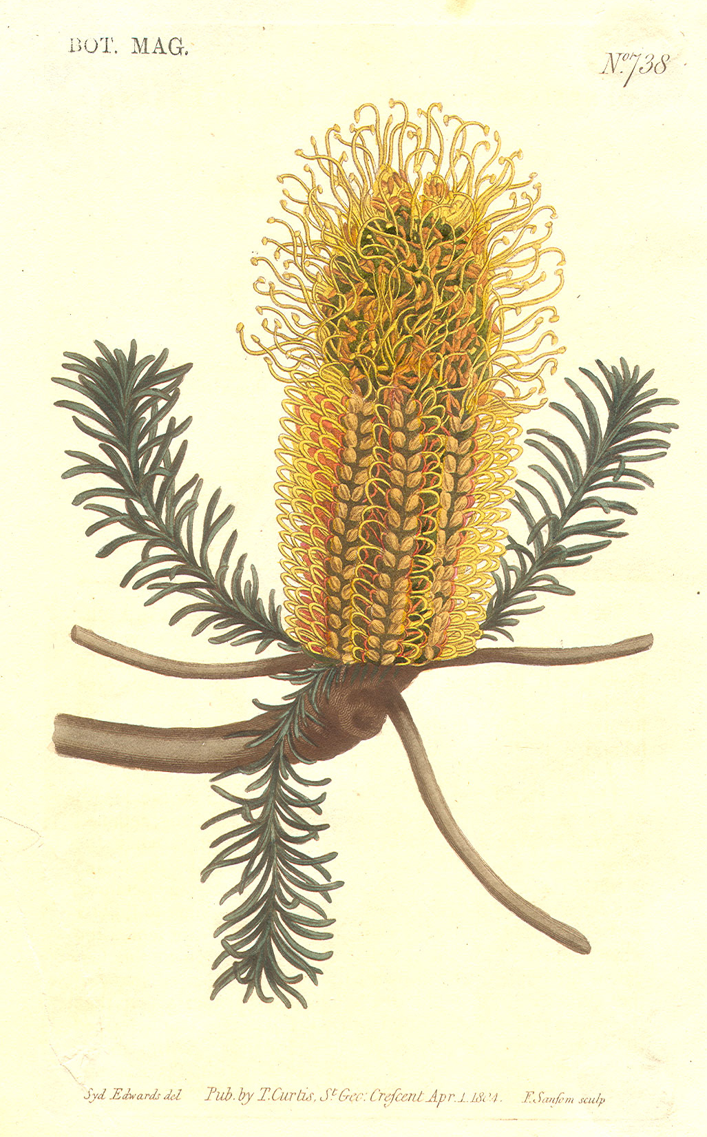Proteaceae Banksia ericifolia