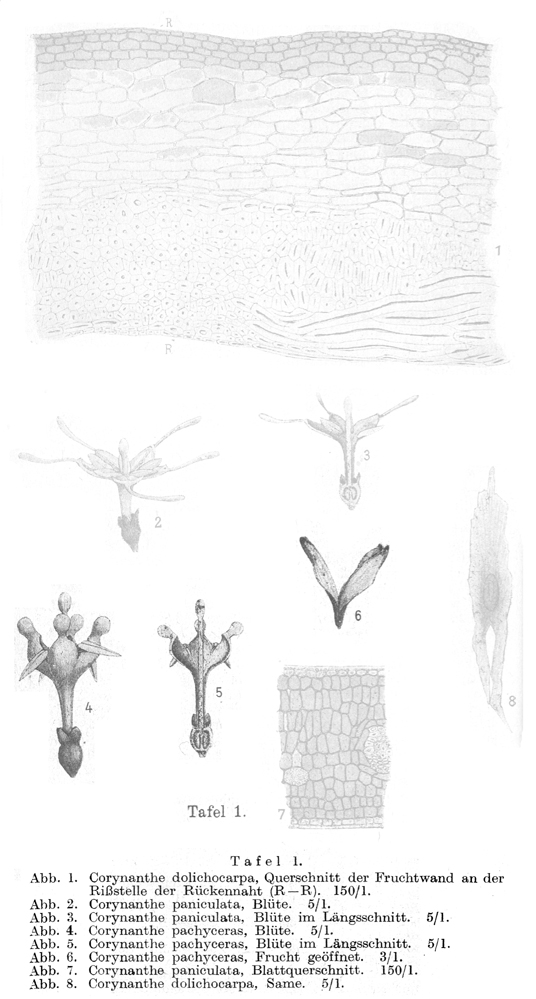 Rubiaceae Corynanthe pachyceras