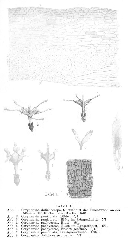 Rubiaceae Corynanthe paniculata