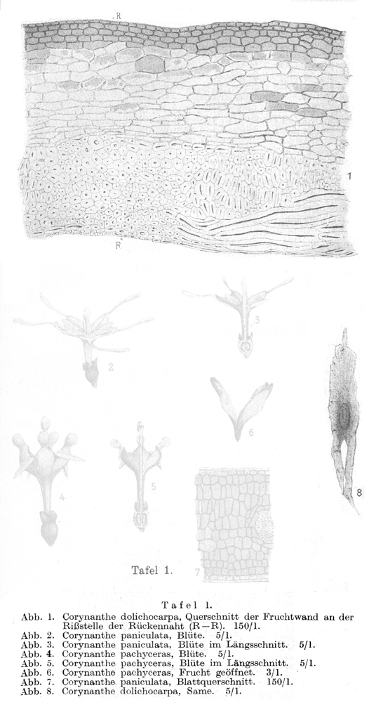 Rubiaceae Pausinystalia talbotii