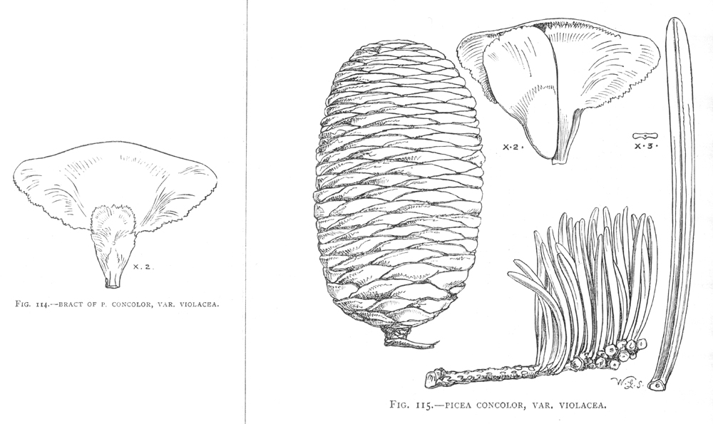 Pinaceae Abies concolor