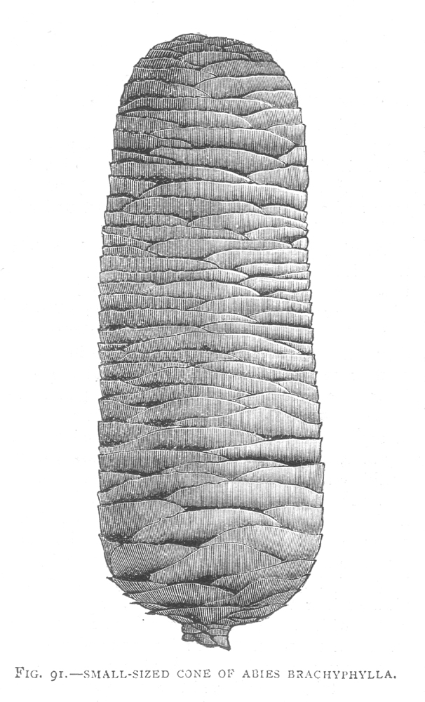 Pinaceae Abies homolepis
