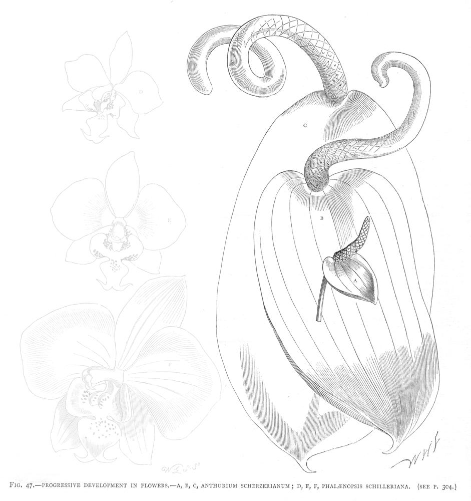 Araceae Anthurium scherzerianum