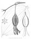 image of Bomarea carderi