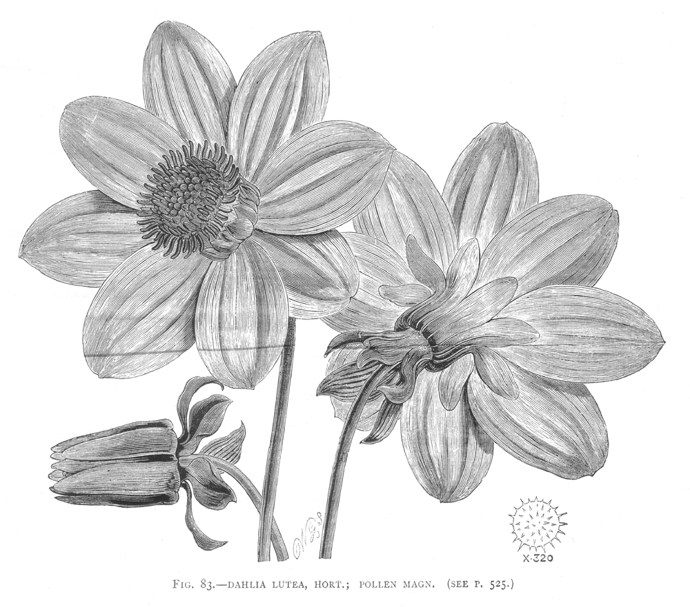 Asteraceae Dahlia lutea