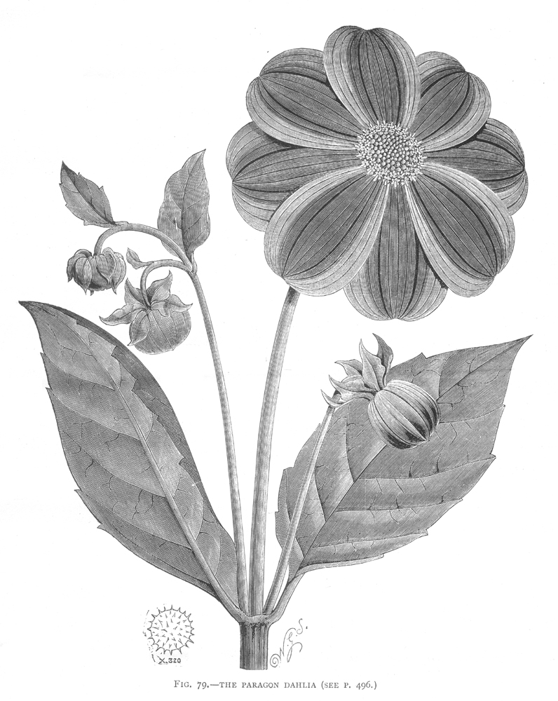 Asteraceae Dahlia variabilis