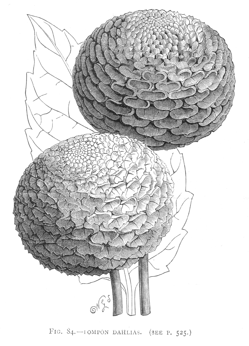 Asteraceae Dahlia variabilis