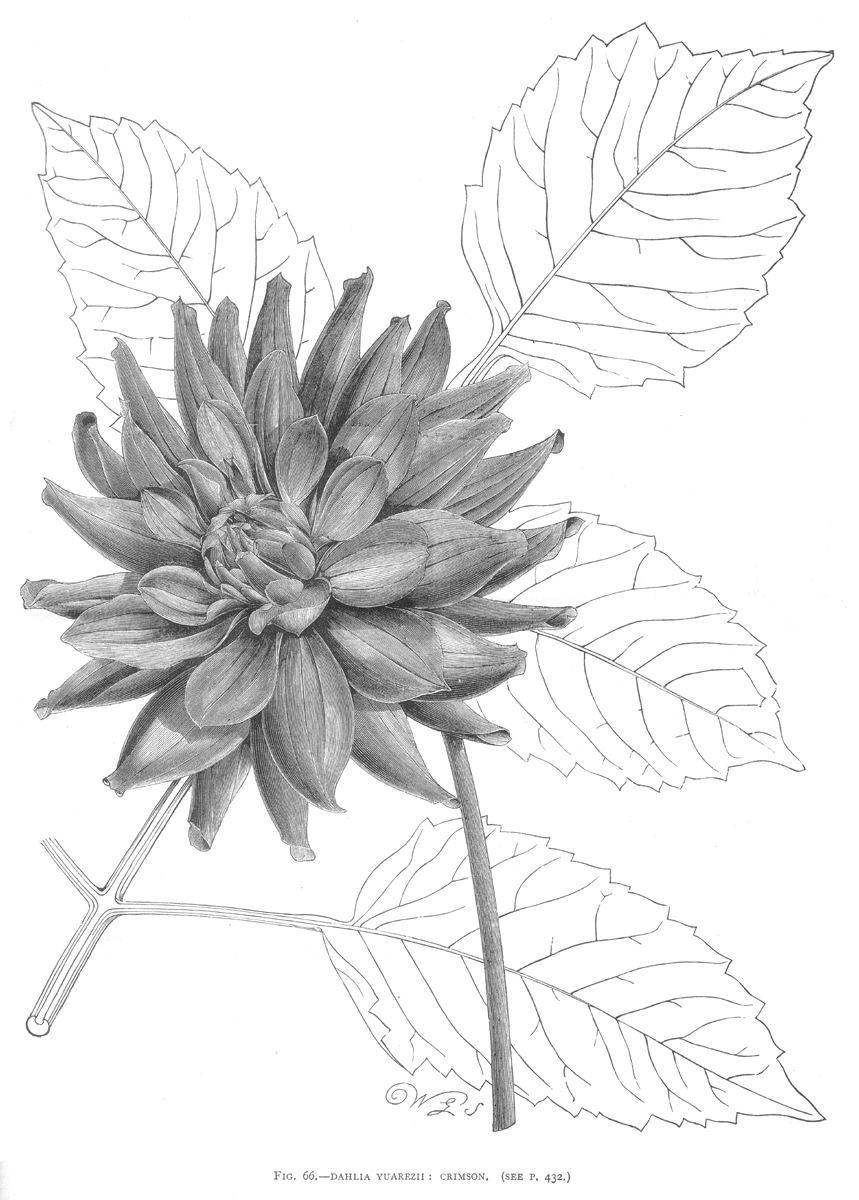 Asteraceae Dahlia yuarezii