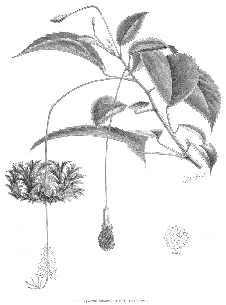 Malvaceae Hibiscus schizopetalus