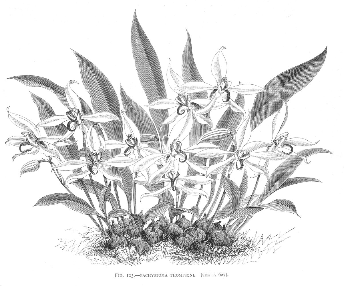 Orchidaceae Pachystoma thompsoni