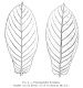 image of Pausinystalia johimbe