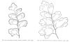 image of Adiantum bausei