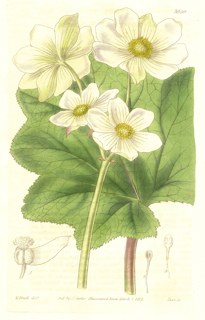 Begoniaceae Begonia octopetala