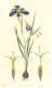 image of Calydorea xyphioides