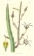 image of Ceropegia stapeliiformis