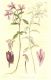 image of Clarkia concinna