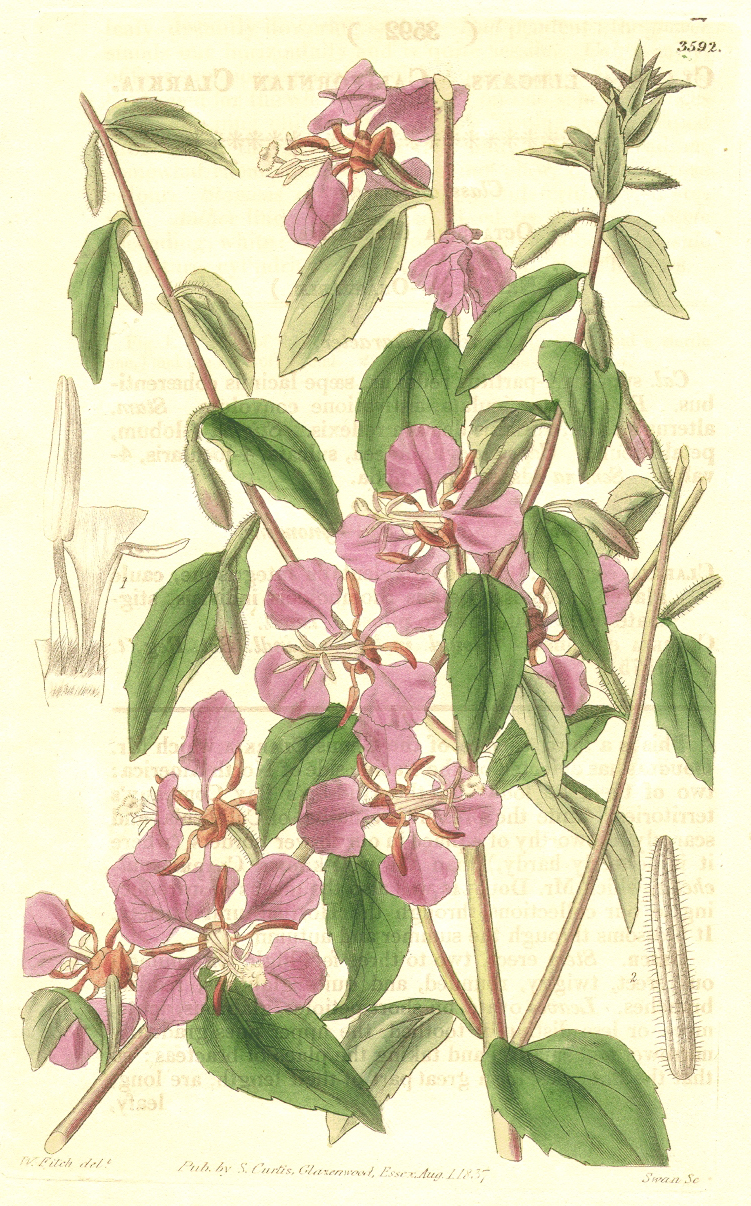 Onagraceae Clarkia unguiculata