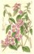 image of Clarkia unguiculata