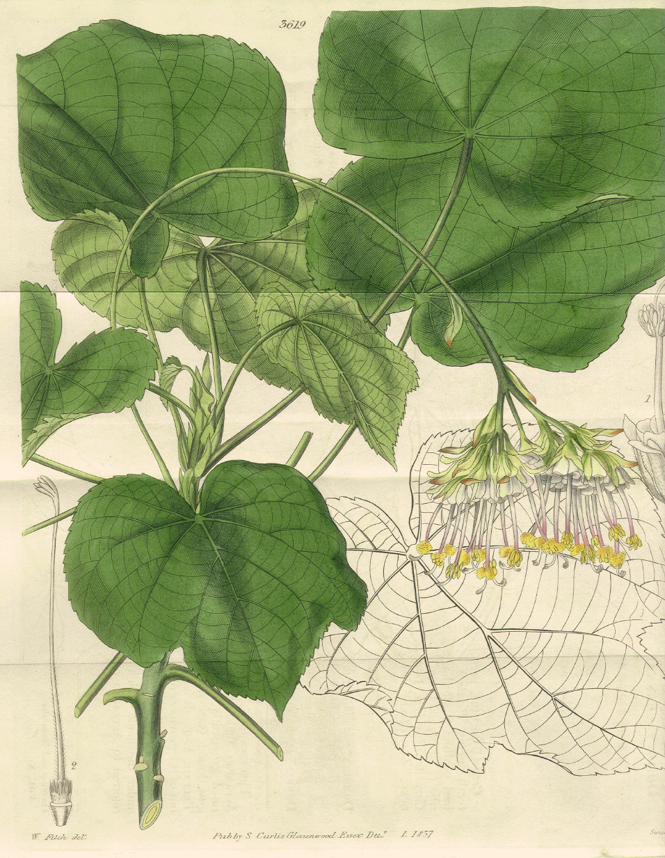 Dombeyaceae Dombeya cannabina