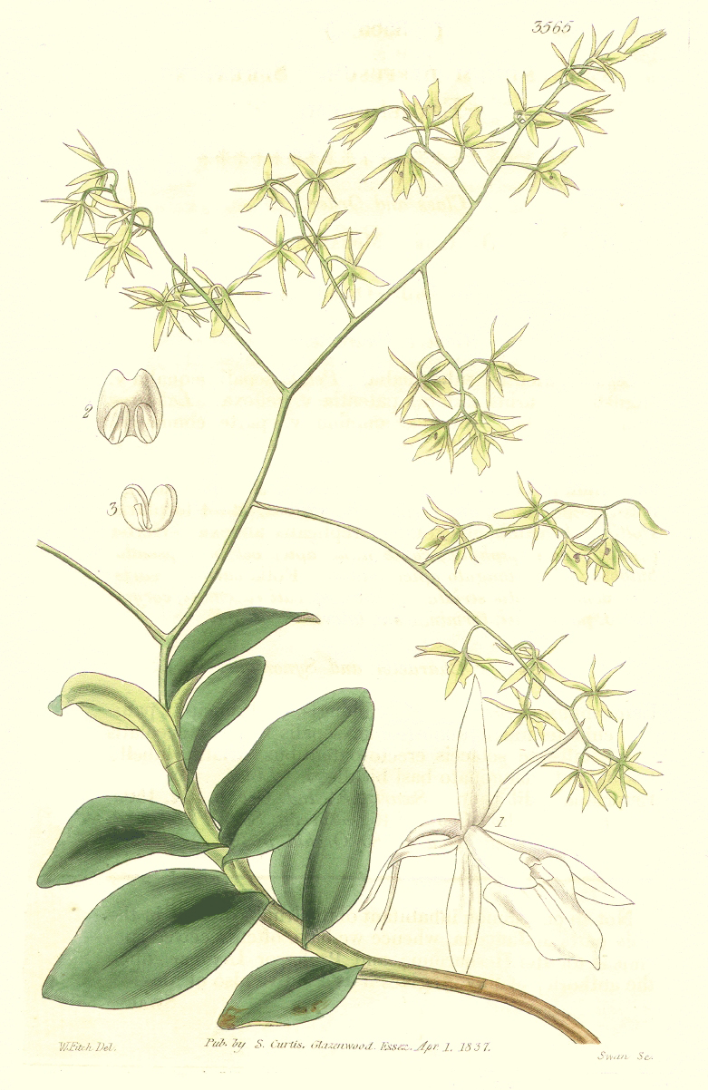 Orchidaceae Epidendrum diffusum
