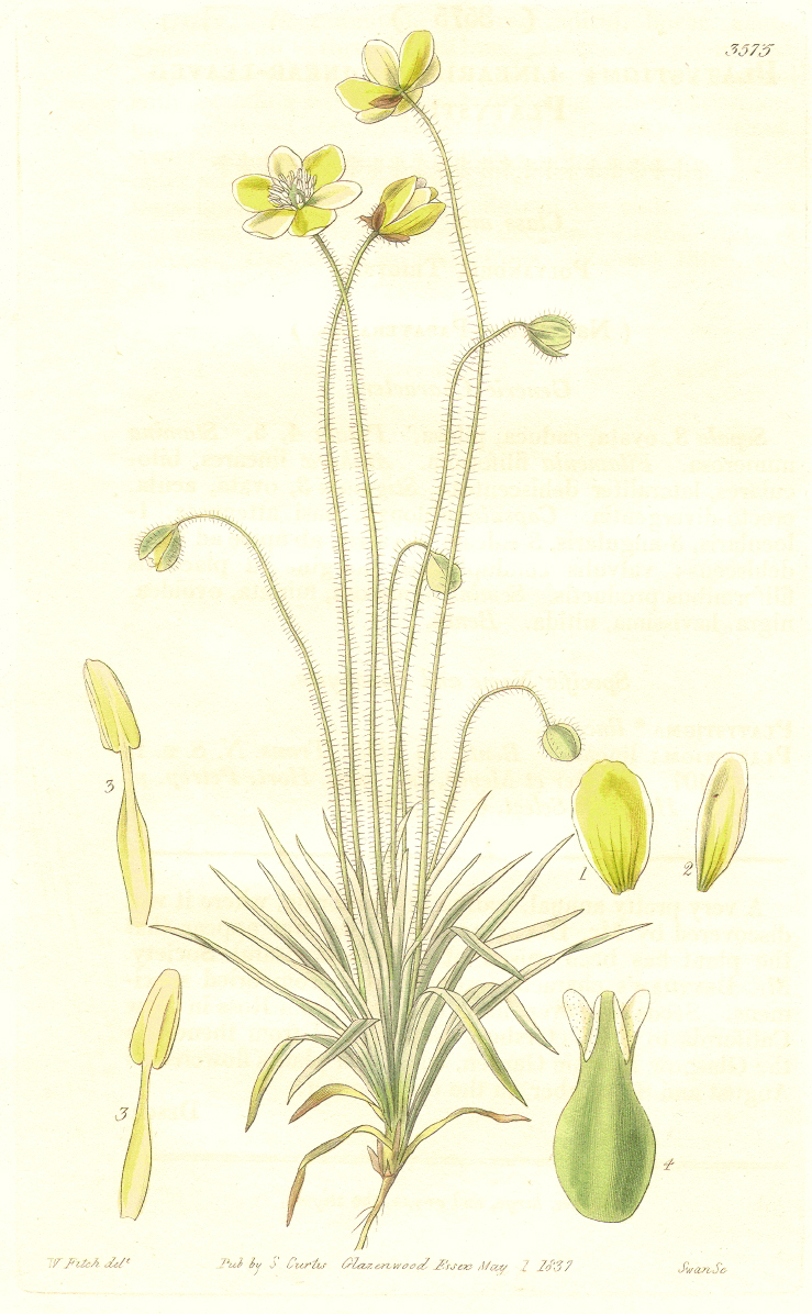 Papaveraceae Hesperomecon linearis
