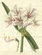 image of Hippeastrum breviflorum