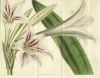 image of Hippeastrum elegans