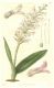 image of Lachenalia orchioides