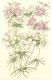 image of Leptosiphon densiflorus