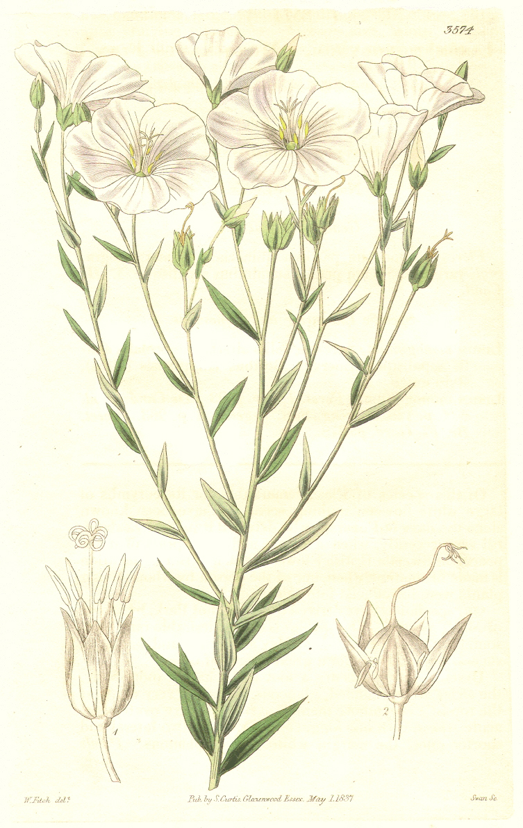Linaceae Linum monogynum