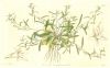 image of Lobelia erinus