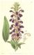 image of Lobelia polyphylla