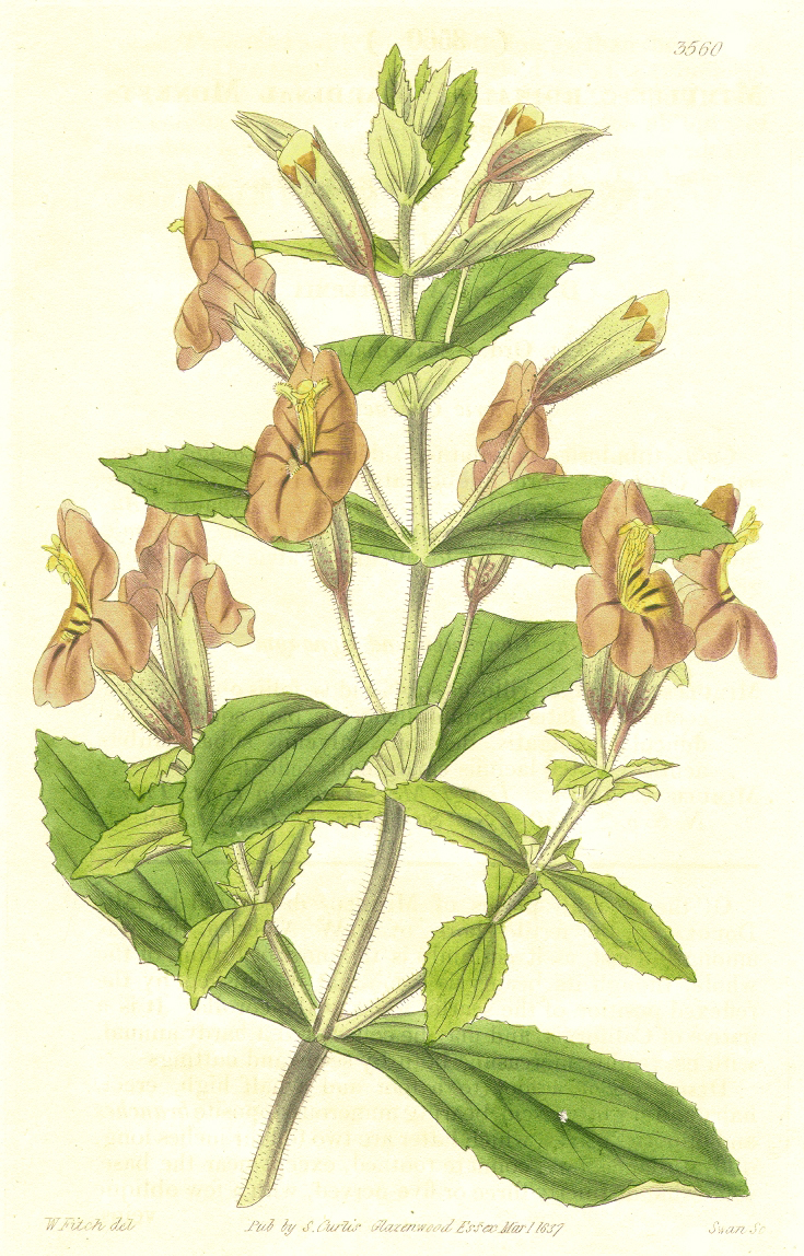 Phrymaceae Mimulus cardinalis