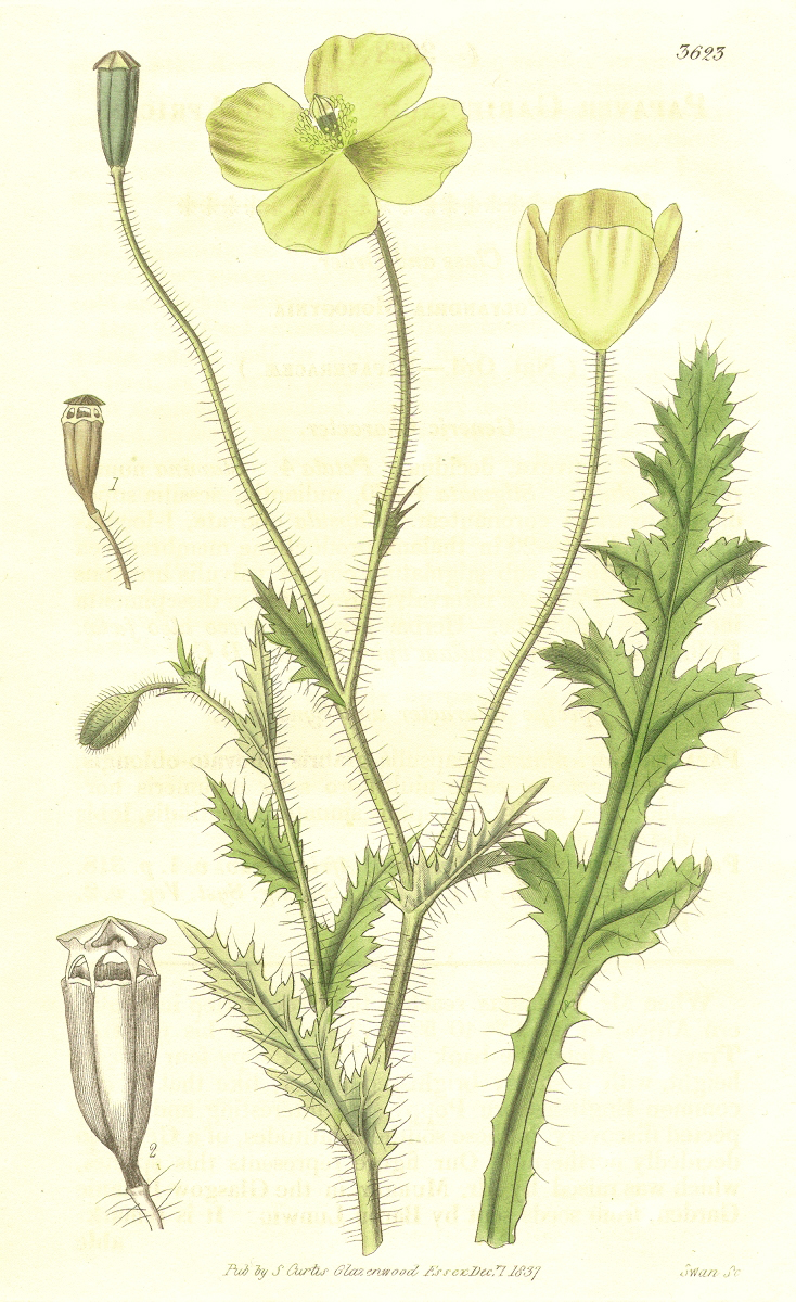 Papaveraceae Papaver aculeatum