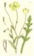image of Papaver aculeatum