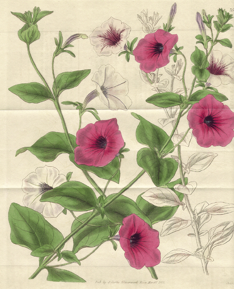 Solanaceae Petunia × hybrida