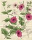 image of Petunia × hybrida