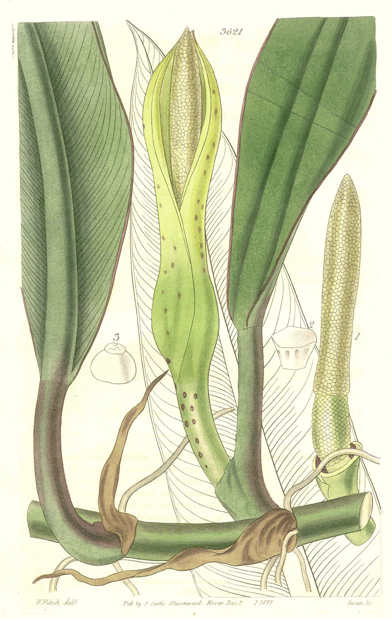 Araceae Philodendron crassinervium